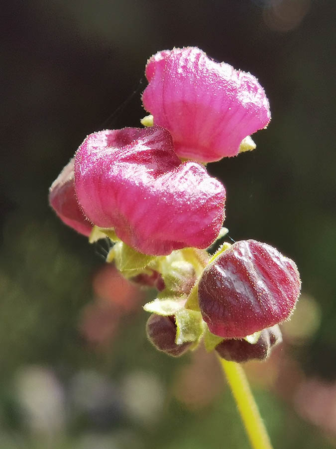 Calceolaria arachnoidea 2